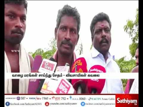 Banana Trees Damaged - Farmers Worried