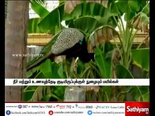 Peacock, Our National bird Is Destroying