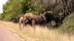 Adorable moment elephant herd escorts calfs across road in Kruger National Park