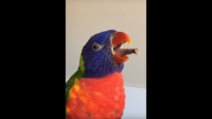 Un perroquet tire la langue