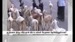 Plight of stealing and Selling sheep