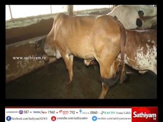 Vidiyal puthusu : Farmer Sridhar about hybrid cattle and its benefits -  10/07/17