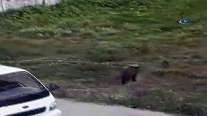 Yaban domuzu şehre indi