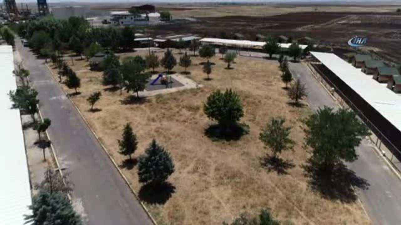 Arazide Yol Bulan Eşekler Artık Sokak Hayvanı Sayılacak