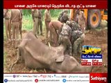 Erode: Baby elephant protects sick mother from humans | MUST WATCH