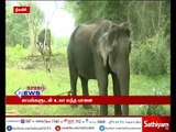 Sick elephant rescued with kumki and given treatment