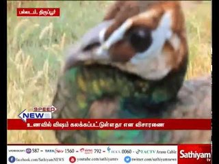 திருப்பூர் காட்டுப்பகுதியில் 2 மயில்கள் கவலைக்கிடம் உணவில் விஷம் கலக்கப்பட்டுள்ளதா என விசாரணை