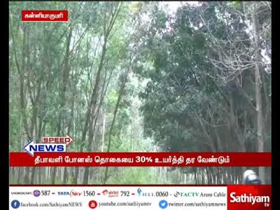 தீபாவளி போனஸ் 30% உயர்த்தி தர வேண்டும் என வலியுறுத்தி அரசு ரப்பர் தோட்ட தொழிலாளர்கள் வேலை நிறுத்தம்