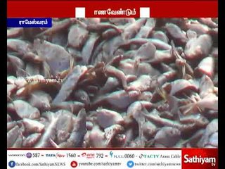 கச்சத்தீவு அருகே மீன்பிடித்து கொண்டிருந்த இராமேஸ்வரம் மீனவர்கள் மீது இலங்கை கடற்படை தாக்குதல்