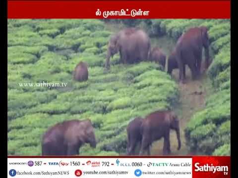 கோவை அருகே தேயிலை தோட்டத்தில் காட்டு யானைகள், மற்றும் காட்டு எருமை கூட்டத்தால் மக்கள் பீதி