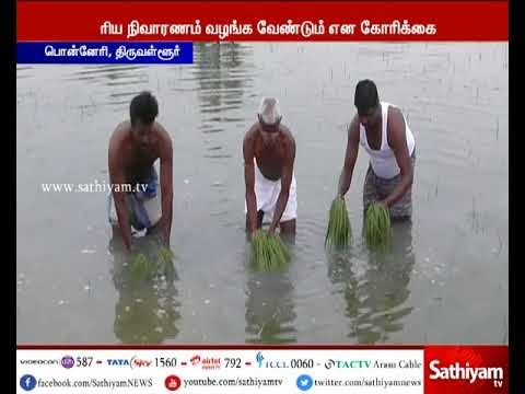 கனமழை காரணமாக திருவள்ளூர் மாவட்டத்தில் விளைநிலங்களில் வெள்ளம் சூழ்ந்ததால் விவசாயிகள் வேதனை