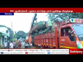 கனமழையால் 60 ஆண்டுகள் பழமை வாய்ந்த மரம் முறிந்து விழுந்தது - போக்குவரத்து பாதிப்பு