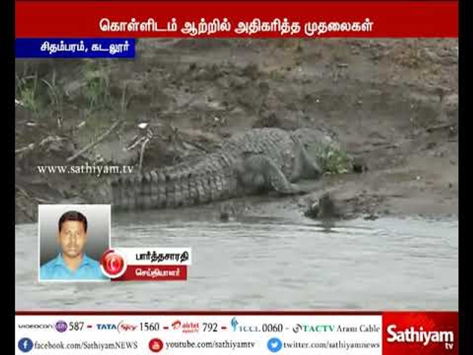 பழைய கொள்ளிடம் ஆற்றில் உயிர்பலி வாங்க காத்திருக்கும் ராட்சத முதலைகள்