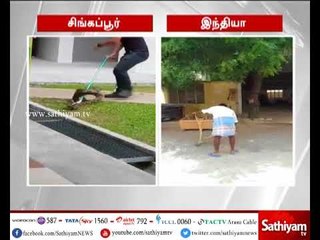 இந்தியாவில் பாம்பு பிடிக்கும் முறையும், சிங்கப்பூரில் பாம்பு பிடிக்கும் முறைக்கும் உள்ள வேறுபாடுகள்