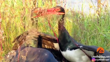 Stork's Beak Gets Stuck in the Other's Throat - Latest Sightings Pty Ltd