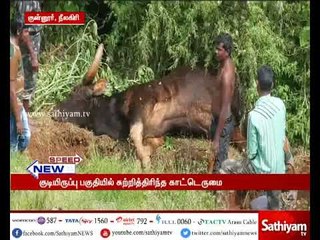 குன்னூர் சிம்ஸ் பூங்கா அருகேயுள்ள குடியிருப்பு பகுதியில் காட்டெருமை இறந்த நிலையில் மீட்கப்பட்டது