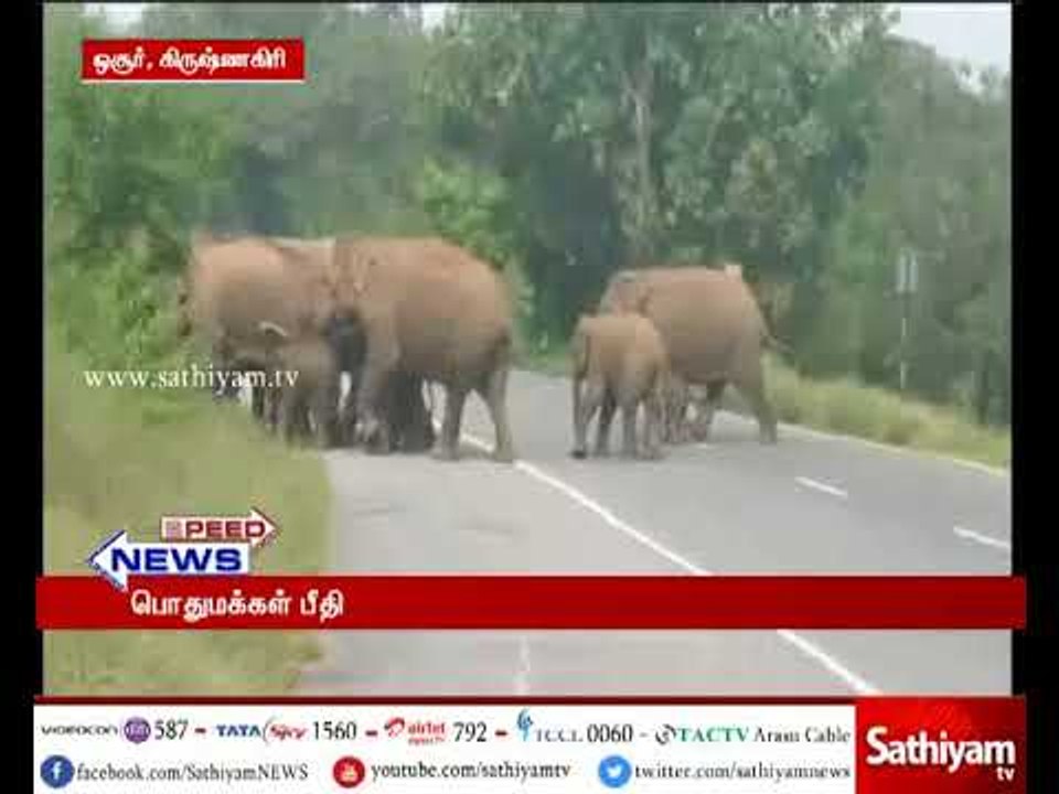 ஓசூர் அருகே வனப்பகுதியில் முகாமிட்டிருந்த காட்டு யானைகளால் மக்கள் பீதி