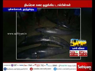 தூத்துக்குடி: கடலோரம் டால்பின் மீன்கள் கரை ஒதுங்கியதால் சுனாமி பீதி