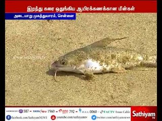 சென்னை அடையாறு முகத்துவாரம் பகுதியில் செத்து மிதக்கும் லட்சக்கணக்கான மீன்கள்