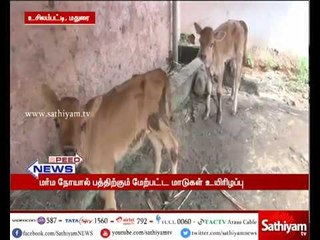 மதுரை: மர்ம நோய் பாதிப்பால்  10க்கும் மேற்பட்ட மாடுகள் உயிரிழப்பு