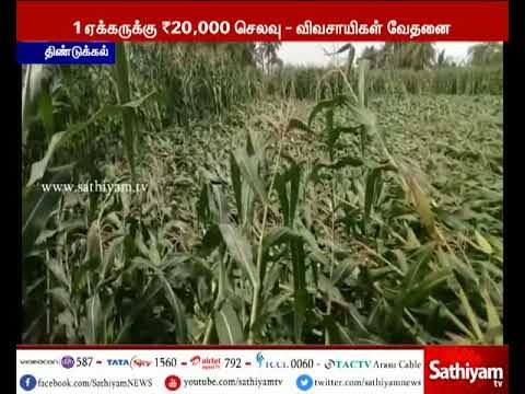 பழனியில் தொடர் மழை - 100 ஏக்கர் பரப்பளவிலான மக்காச்சோள பயிர்கள் நீரில் மூழ்கின