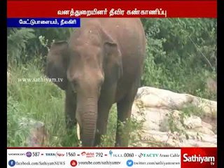 தேயிலை தோட்டத்தில் சுற்றி வரும் காட்டு யானைகள்