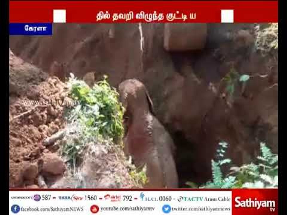பள்ளத்தில் தவறி விழுந்த குட்டி யானை ஜெ.சி.பி இயந்திரம் மூலம் போராடி மீட்பு