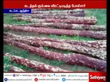 கடப்பா: 2 கோடி ரூபாய் மதிப்புள்ள செம்மர கட்டைகளை ஆந்திரா போலீசார் பறிமுதல்