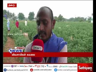 திண்டுக்கல் : மிளகாய் விலை குறைந்துள்ளதால் விவசாயிகள் கவலை