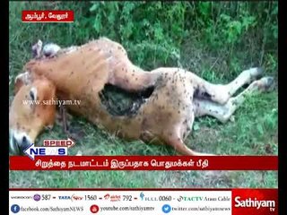 Скачать видео: வேலூர்: மர்ம விலங்கு கடித்து கன்றுகுட்டி பலி - சிறுத்தை நடமாட்டம் இருப்பதாக அப்பகுதி மக்கள் பீதி