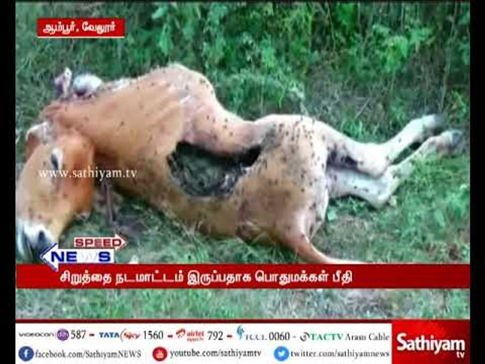 வேலூர்: மர்ம விலங்கு கடித்து கன்றுகுட்டி பலி - சிறுத்தை நடமாட்டம் இருப்பதாக அப்பகுதி மக்கள் பீதி