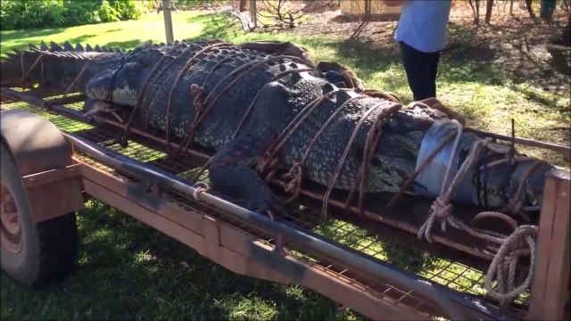 Regardez la taille de cet alligator capturé en floride