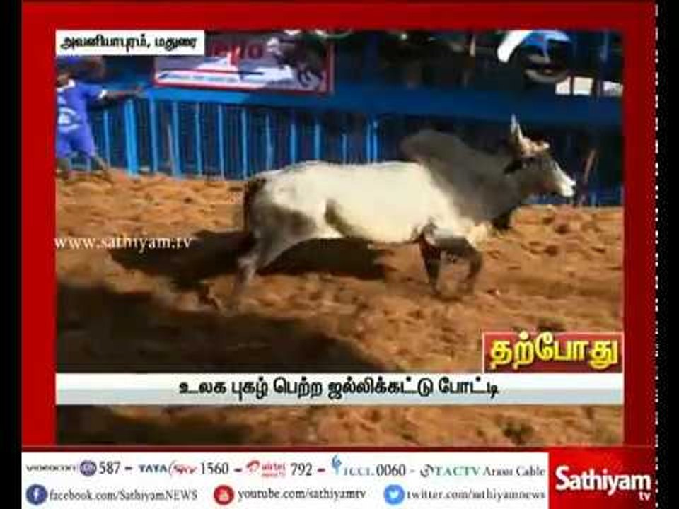 அவனியாபுரம் ஜல்லிக்கட்டு காட்சிகள் - கட்டாயம் பார்க்க வேண்டிய வீடியோ | Jallikattu 2018