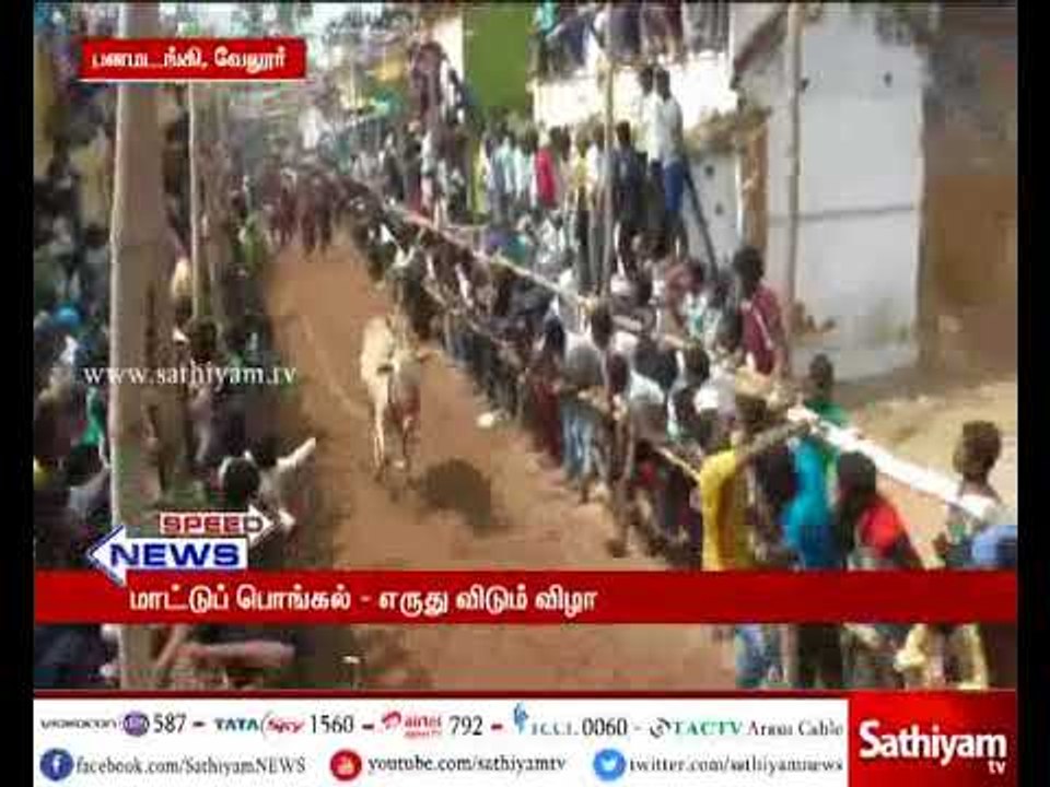 வேலூர் அடுத்த பனமடங்கி கிராமத்தில் நடைபெற்ற எரு...