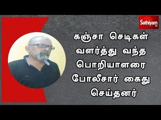கஞ்சா செடிகள் வளர்த்து வந்த பொறியாளரை போலீசார் கைது செய்தனர்