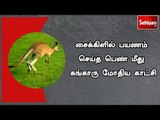 சைக்கிளில் பயணம் செய்த பெண் மீது கங்காரு மோதிய காட்சி