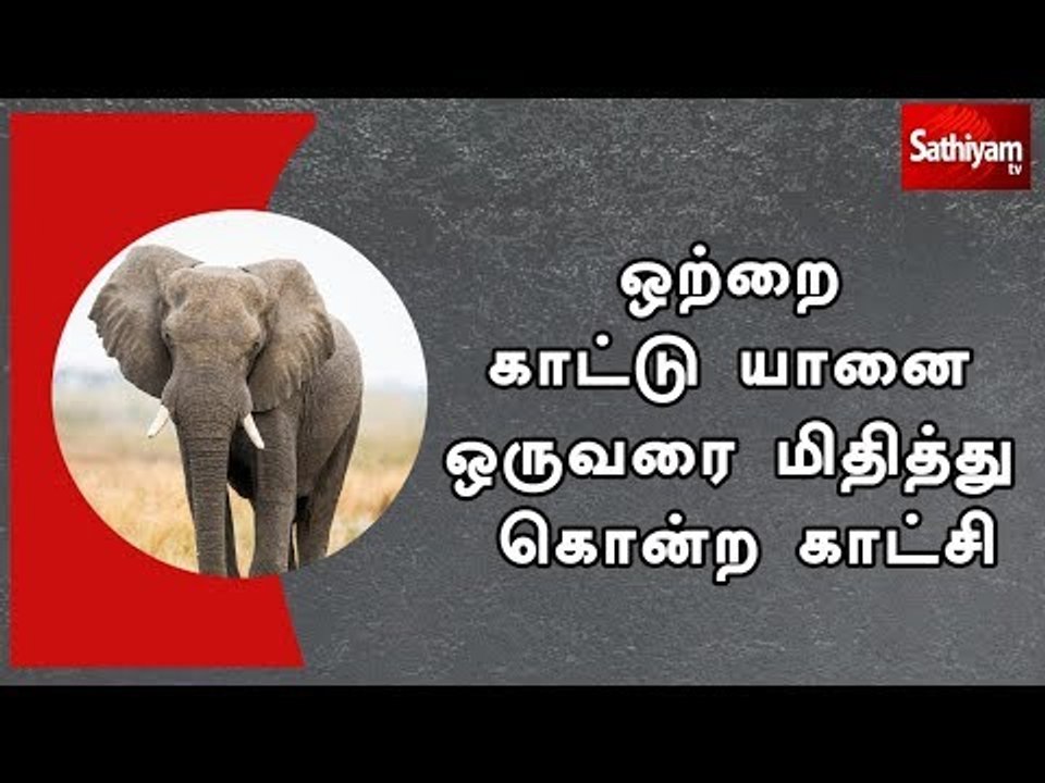 ஒற்றை காட்டு யானை ஒருவரை மிதித்து கொன்ற காட்சி