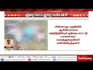 ஒற்றை காட்டு யானை தாக்கி மேலும் ஒருவர் உயிரிழப்பு