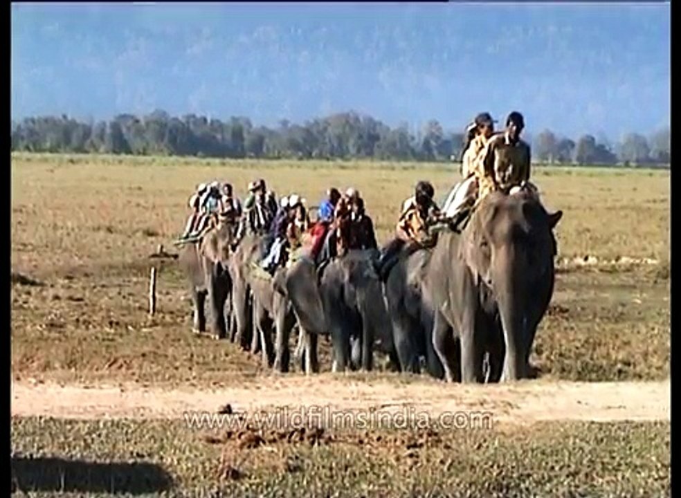 Elephant Safari at Kaziranga National Park  Assam