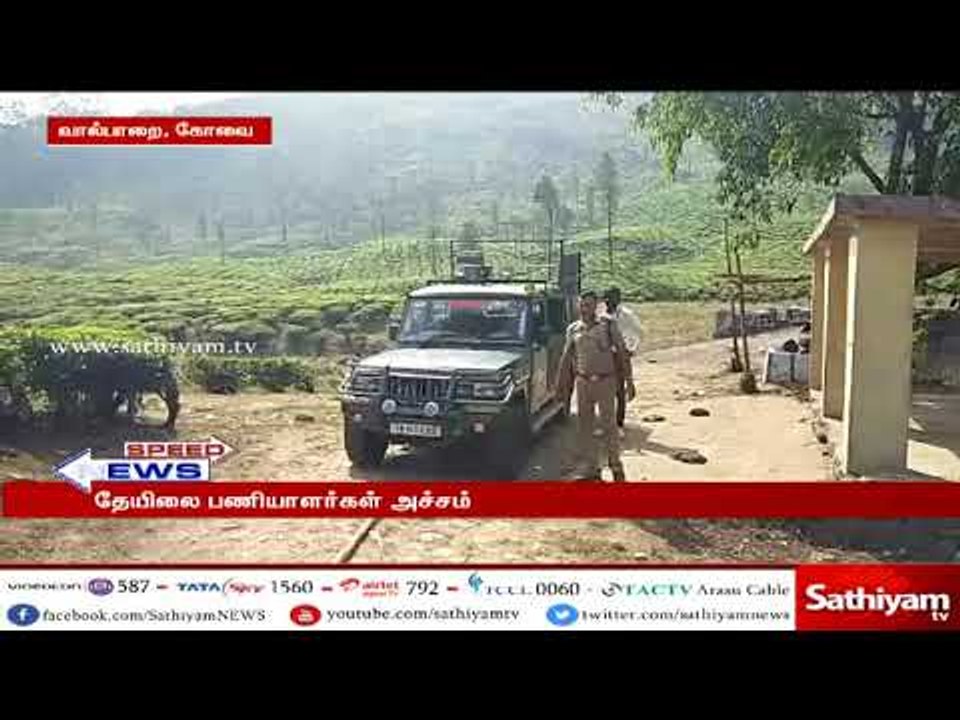 வால்பாறை எஸ்டேட் பகுதியில் புகுந்த காட்டு யானைகள்