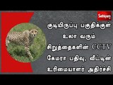 குடியிருப்பு பகுதிக்குள் உலா வரும் சிறுத்தைகளின் சி.சி.டி.வி கேமரா பதிவு