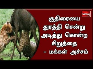 குதிரையை துரத்தி சென்று அடித்து கொன்ற சிறுத்தை - மக்கள் அச்சம்