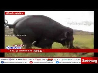 காட்டு யானைகள் மிதித்து காவலாளி பலி