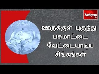 குஜராத் மாநிலத்தில் ஊருக்குள் புகுந்து பசுமாட்டை வேட்டையாடிய சிங்கங்கள் | CCTV Footage