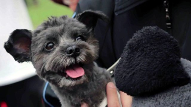 '유기견 퍼스트 도그' 토리, 서울광장에 떴다! / YTN