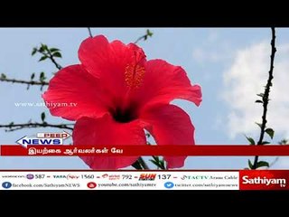 கொடைக்கானல் மலைப் பகுதிகளில் மலரும் செம்பருத்தி மலர்கள்