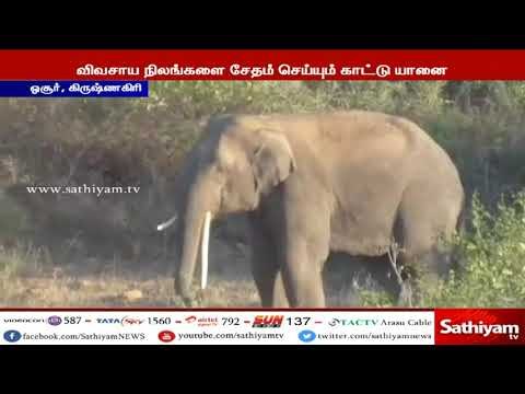 ஓசூர் : ஊருக்குள் புகுந்த ஒற்றை காட்டு யானையை வனப்பகுதிக்குள் விரட்ட பொதுமக்கள் கோரிக்கை
