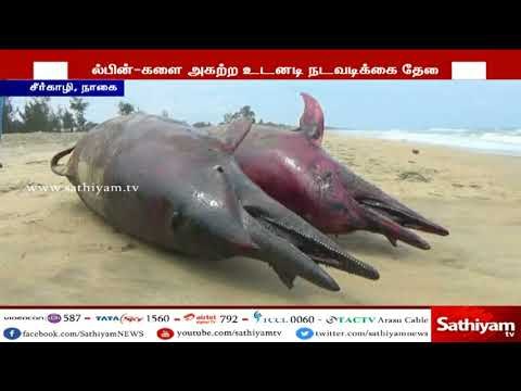 சீர்காழிகடற்கரை பகுதியில் டால்பின் மீன்கள் இறந்து கரை ஒதுங்கிய காட்சி