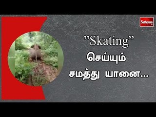 ”Skating” செய்யும் சமத்து யானை...| #Elephant | #LittleElephantSkating