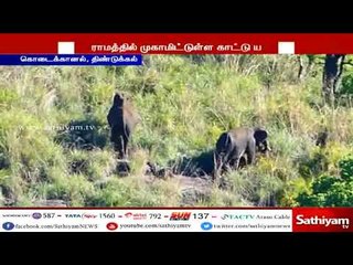 கொடைக்கானல் அருகே கிராமப்பகுதியில் முகாமிட்டுள்ள காட்டு யானைகளை  விரட்டும் பணியில் தீவிரம்